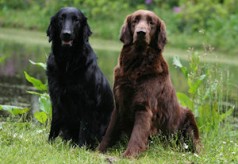 Grand bleu de Gascogne flat-coated-retriever