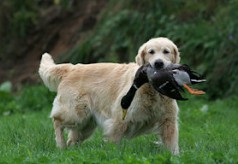 Grand bleu de Gascogne golden-retriever