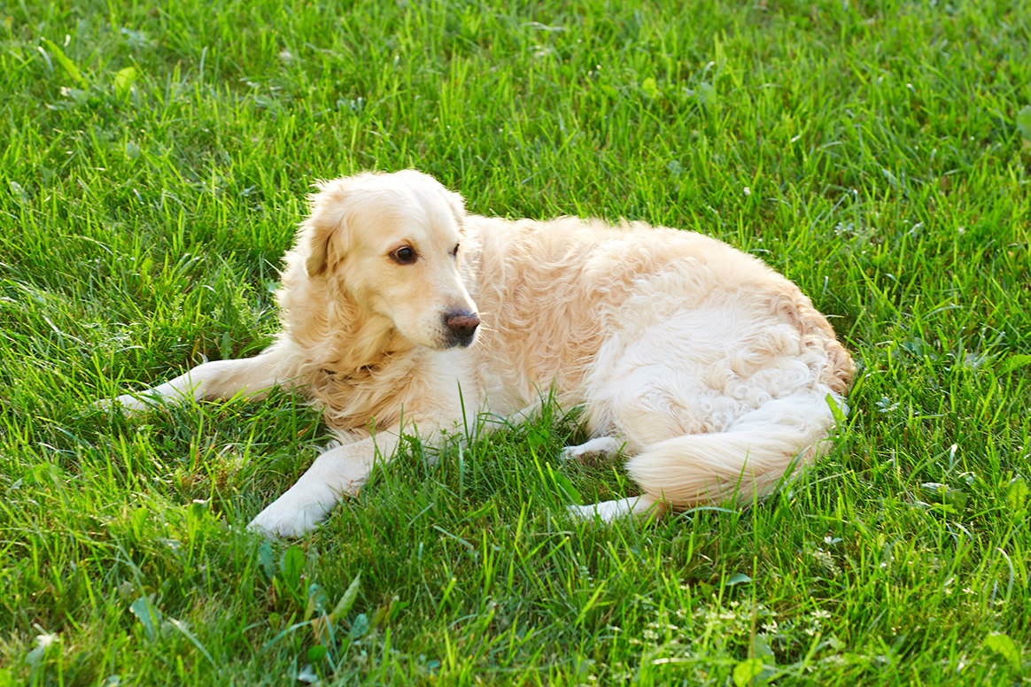 Golden retriever