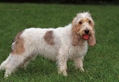 Grand bleu de Gascogne grand-basset griffon vendeen