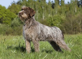 Chiens Darrêt Continentaux Archives Chasse Passion