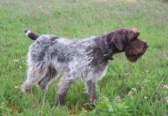Grand bleu de Gascogne griffon-korthals
