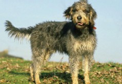 Grand bleu de Gascogne griffon nivernais