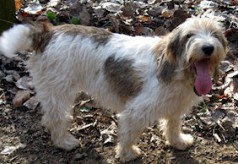 Grand bleu de Gascogne petit-basset-griffon-vendeen