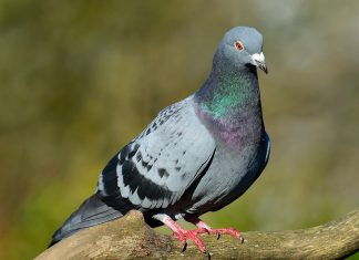 Le pigeon biset