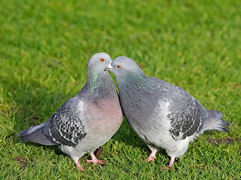 pigeon biset