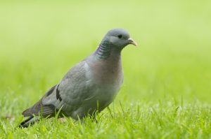 Le pigeon colombin