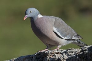 Le pigeon ramier ou la palombe