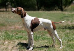 Grand bleu de Gascogne pointer