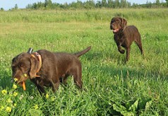 Grand bleu de Gascogne pudelpointer