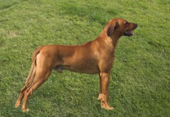 Grand bleu de Gascogne rhodesian-ridgeback