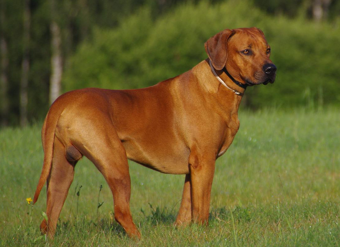 Rhodesian ridgeback