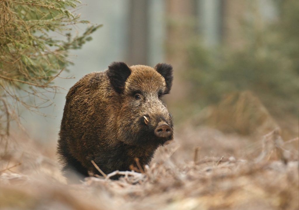 Comment S'appelle Le Petit Du Sanglier Sanglier - Chasse Passion