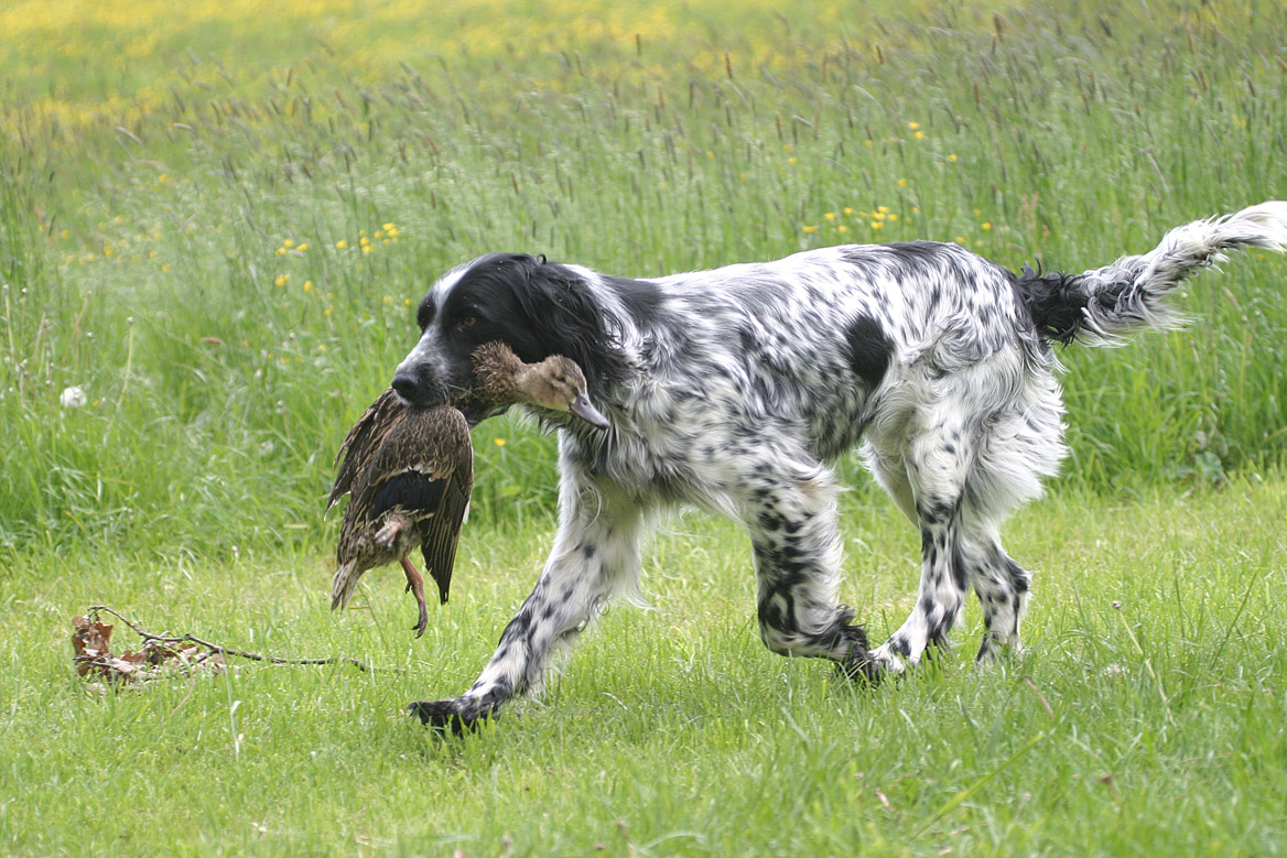 Setter Anglais