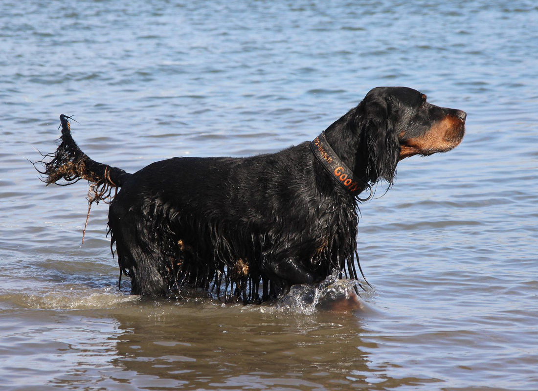 Setter gordon