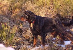 Grand bleu de Gascogne setter-gordon