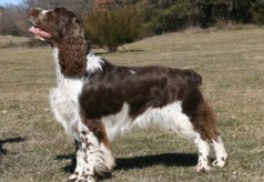 Grand bleu de Gascogne springer-spaniel