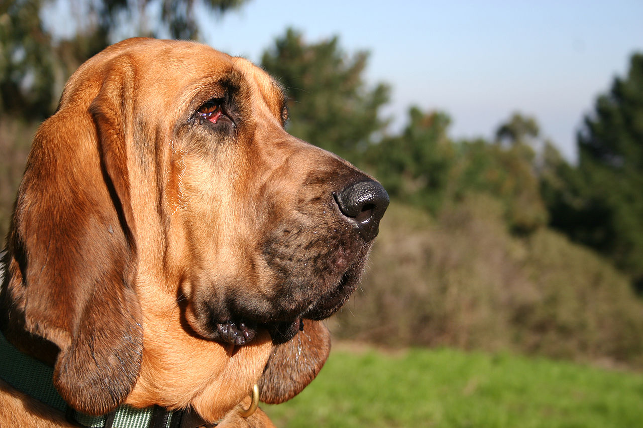 Chien de Saint-Hubert