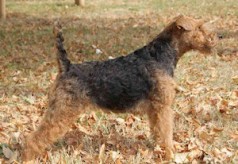 Grand bleu de Gascogne welsh-terrier