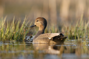 Canard chipeau