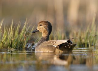 Canard chipeau