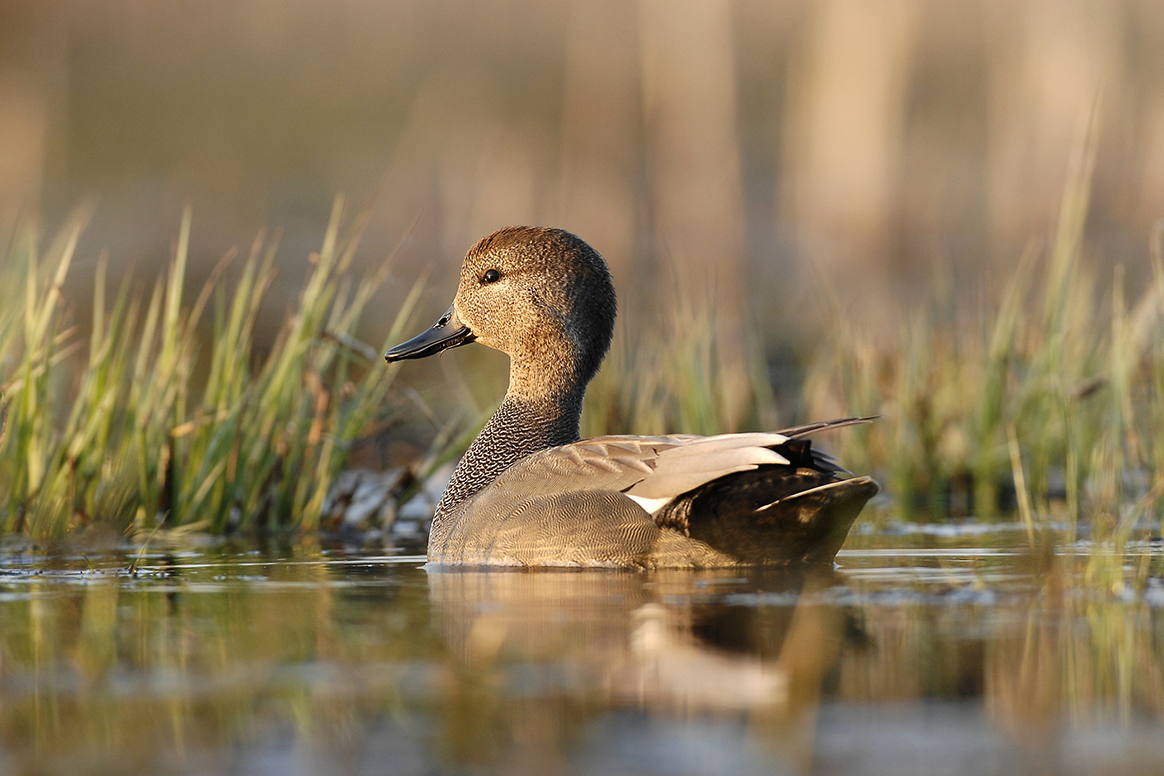 Canard Chipeau