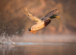 Canard colvert