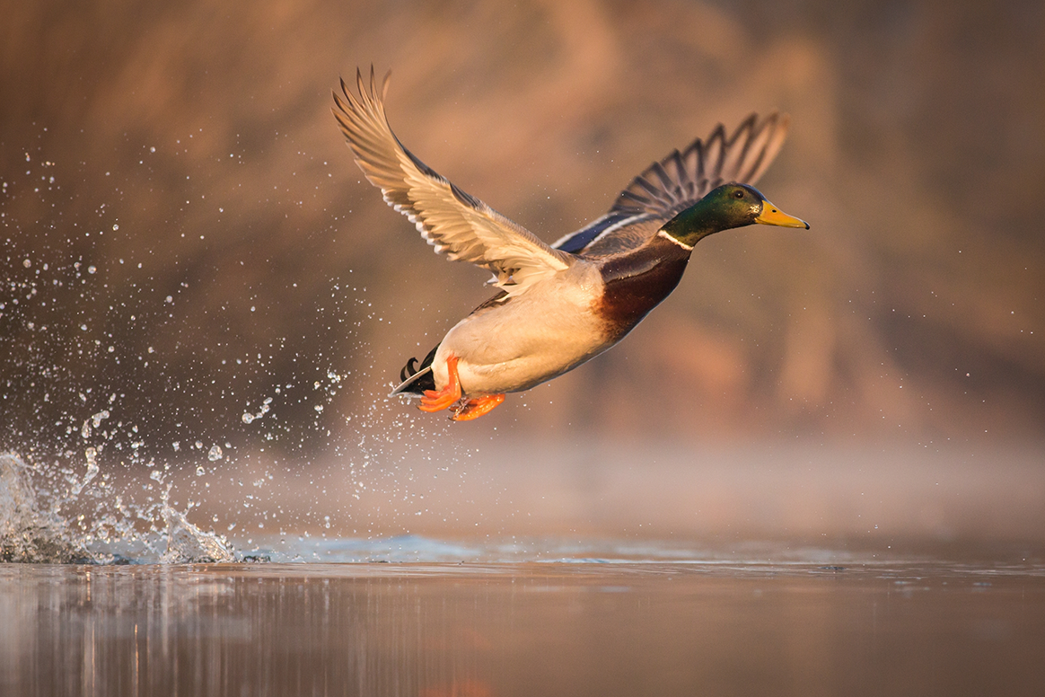 Canard colvert