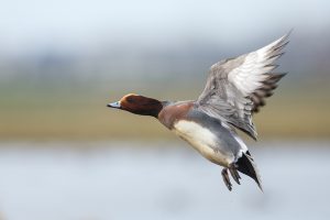 Canard siffleur