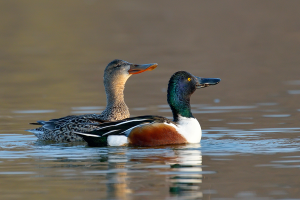 Canard souchet