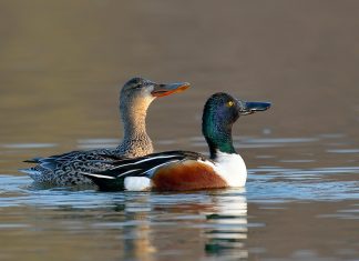 Canard souchet