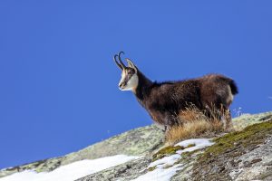 Le chamois