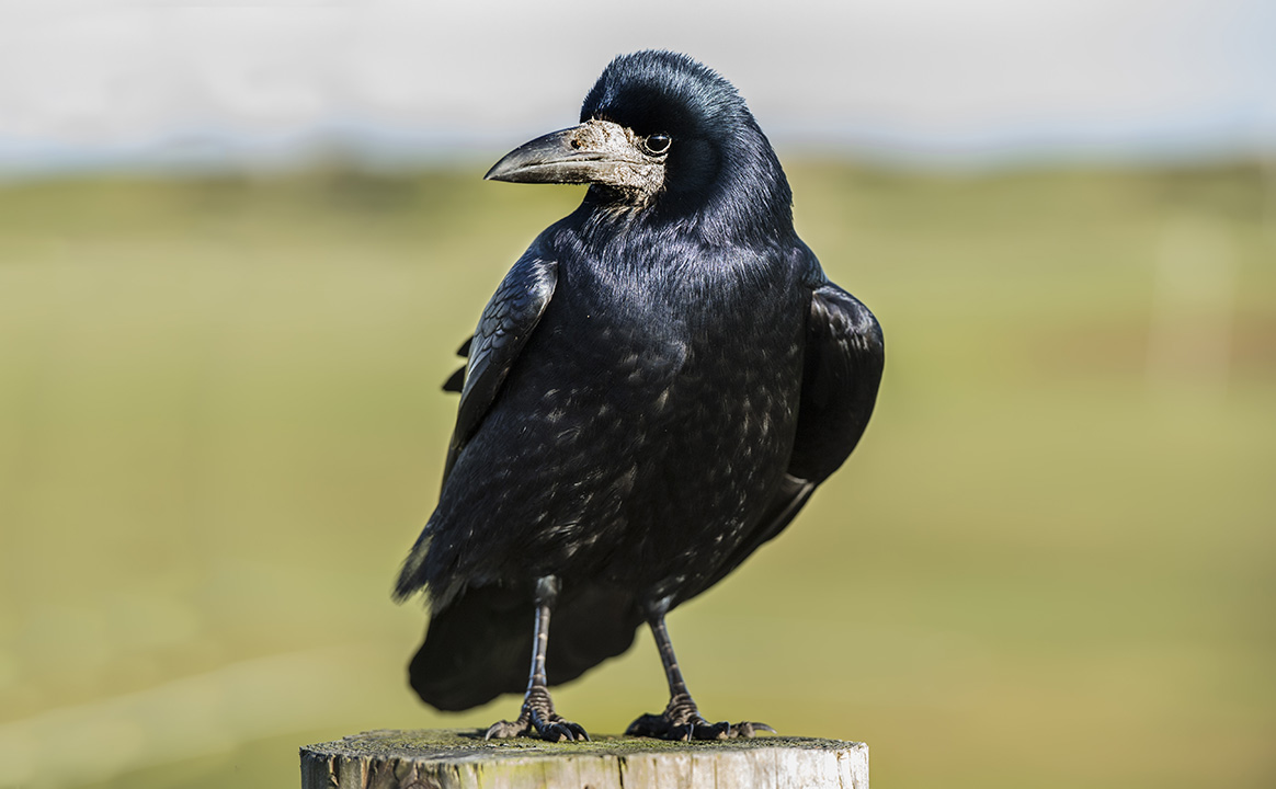 Les Herbiers : le corbeau freux ravage les champs, les agriculteurs réclament des tirs de destruction