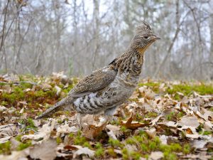 La gélinotte des bois