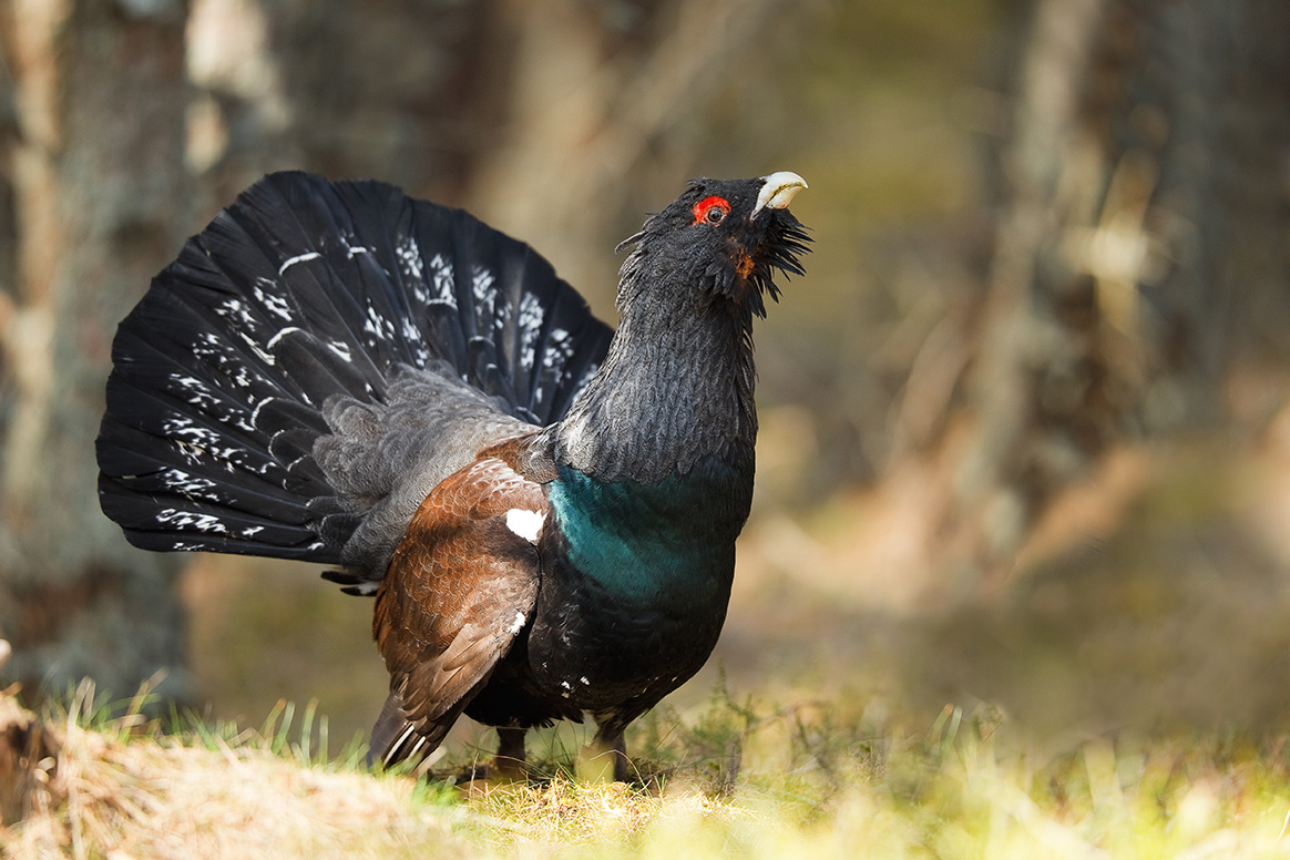 La chasse du grand tétras suspendue pendant 5 ans