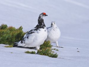 Le lagopède alpin