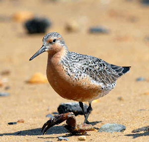 bécasseau maubèche
