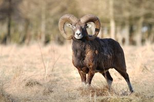 Le mouflon