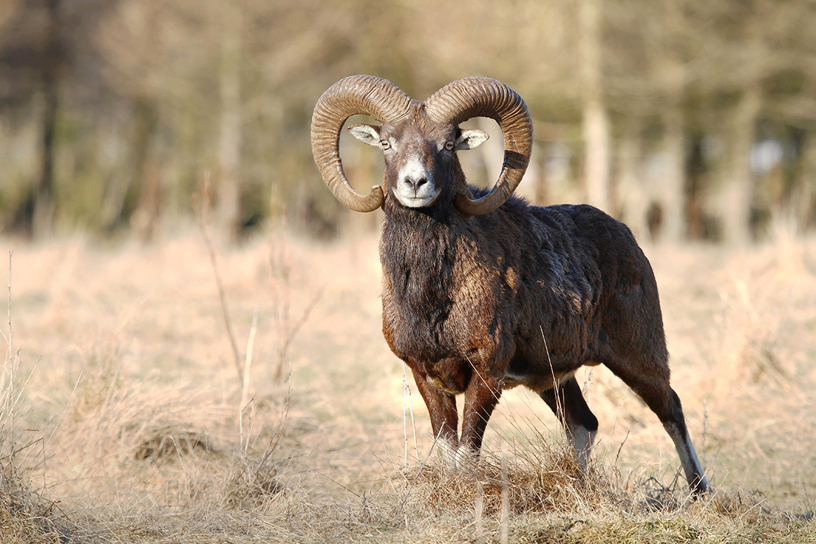 Vidéo : une harde de mouflons exceptionnelle en Haute-Savoie