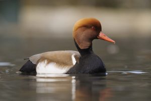 Canard Siffleur - Chasse Passion