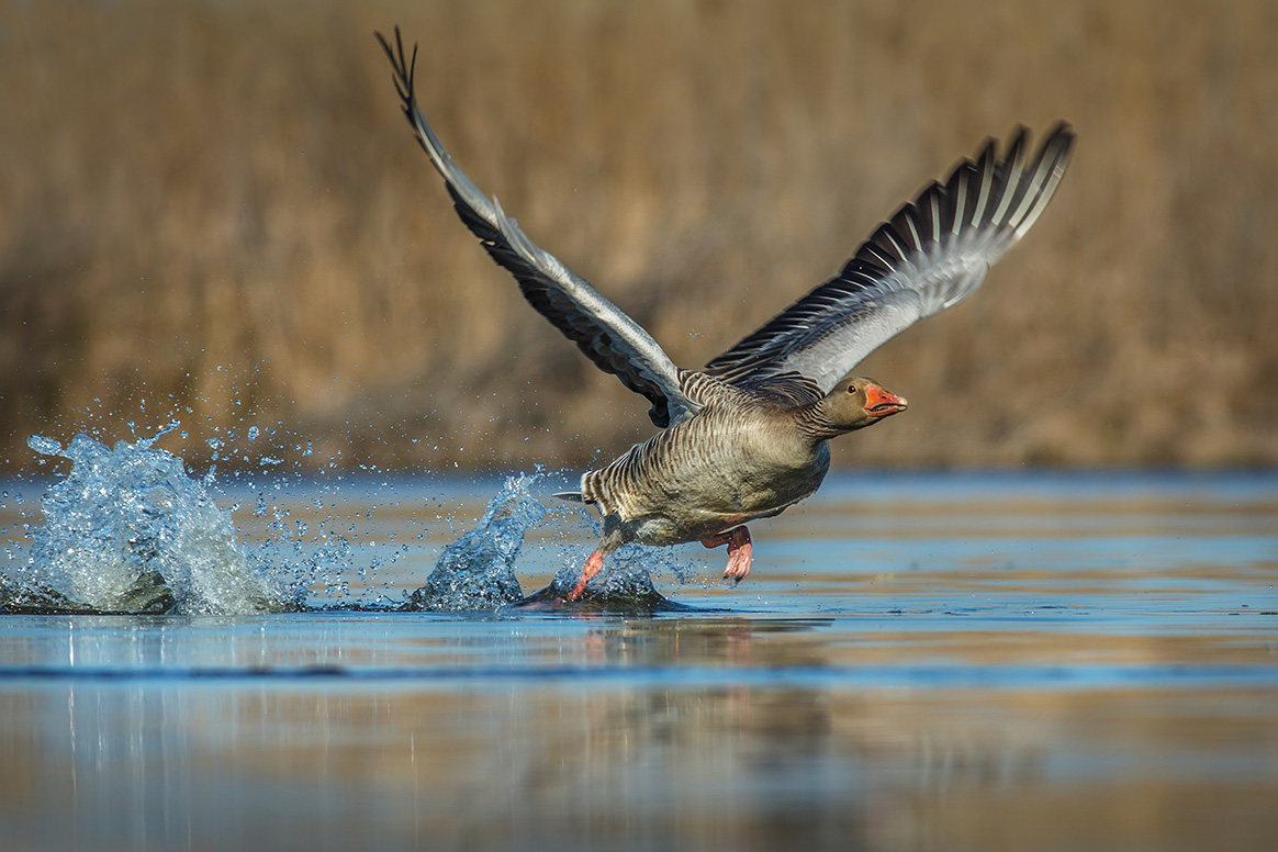 Une oie cendrée contaminée par la grippe aviaire dans les Hautes-Pyrénées