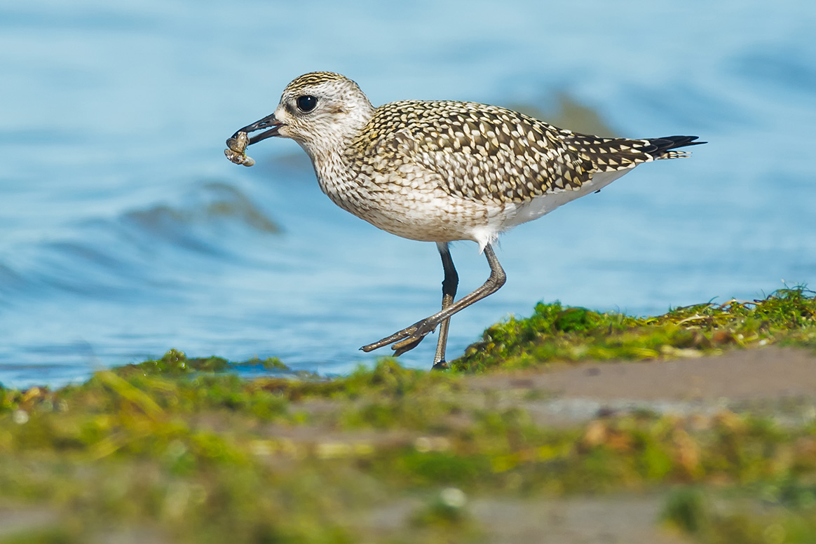 Grippe aviaire : zone de contrôle agrandie dans la Somme jusqu’au 15 juillet