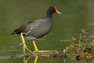 La poule d'eau