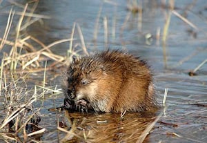 Rat musqué - Chasse Passion