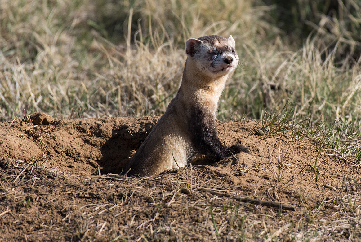 Chasse au furet