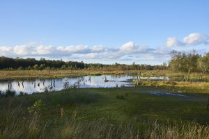 Toutes les chasses du gibier d'eau