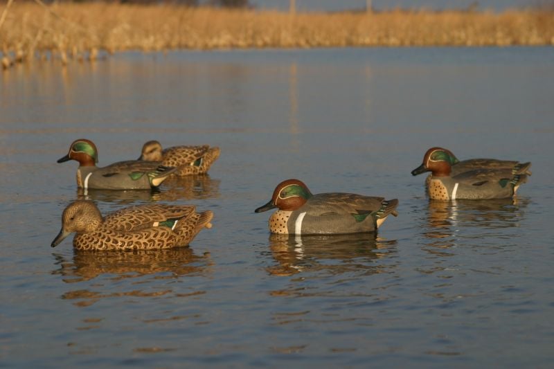 fermeture de la chasse au gibier d'eau