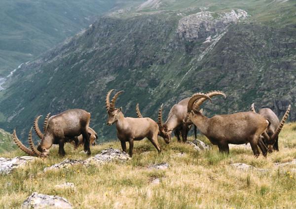 197 bouquetins abattus en deux jours, dans le massif du Bargy