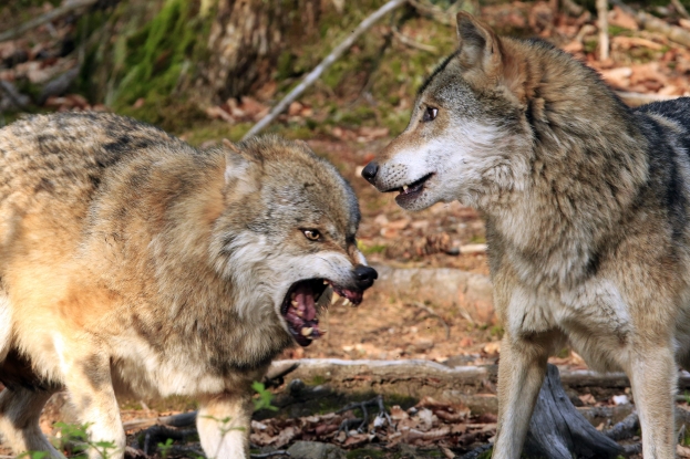 Possible attaque de loup en Meurthe-et-Moselle, une première depuis un siècle