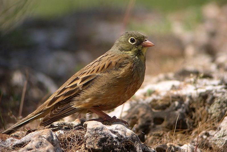 Une peine de prison avec sursis pour un chasseur d’ortolans